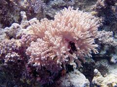 DSCF8579 podivny koral